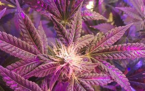 blueberry strain growing tips.